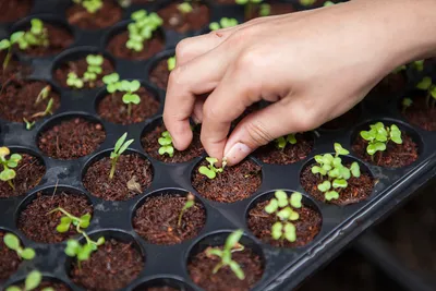 Agricultura Urbana e Feiras Online: o Pequeno Negócio Lucrativo (e de Grande Impacto Ambiental) que Mais Cresce em 2026