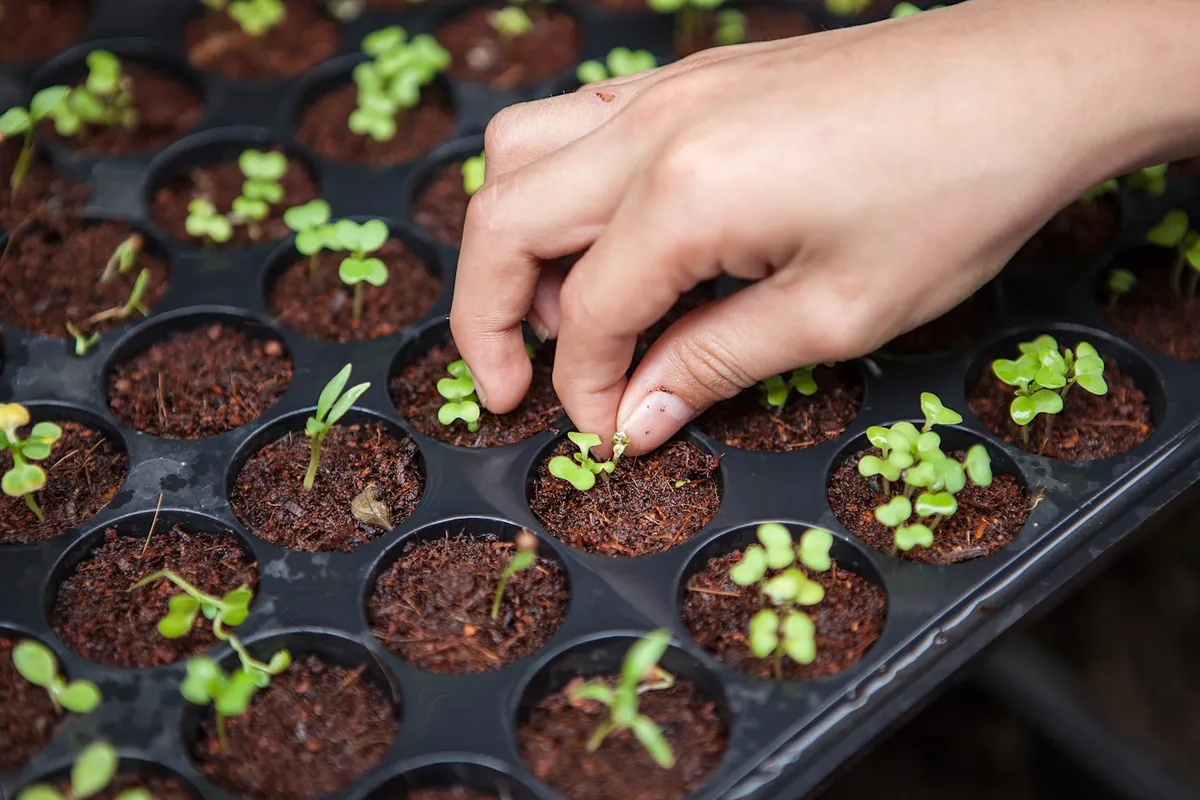 Imagem de destaque do artigo: Urban Agriculture and Online Fairs: The Fastest Growing Small Profitable Business (with High Environmental Impact) in 2026