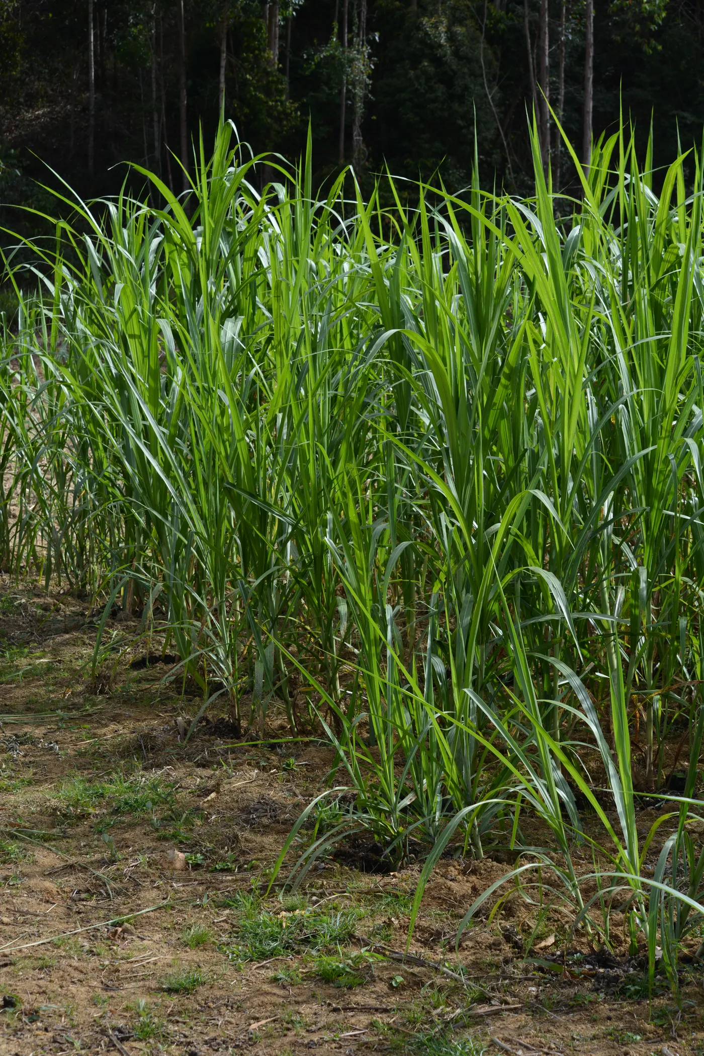 Pesquisador em campo de pesquisa agropecuária representando a Embrapa