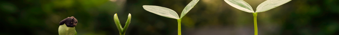 Imagem ilustrando o crescimento de uma planta em diferentes estágios, desde a germinação até o desenvolvimento das folhas. O fundo desfocado realça o processo natural de evolução e amadurecimento, simbolizando progresso, inovação e desenvolvimento sustentável.